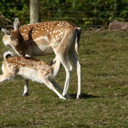 La Ferme Des Daims Villa Saint-Quay-Perros Kültér fotó