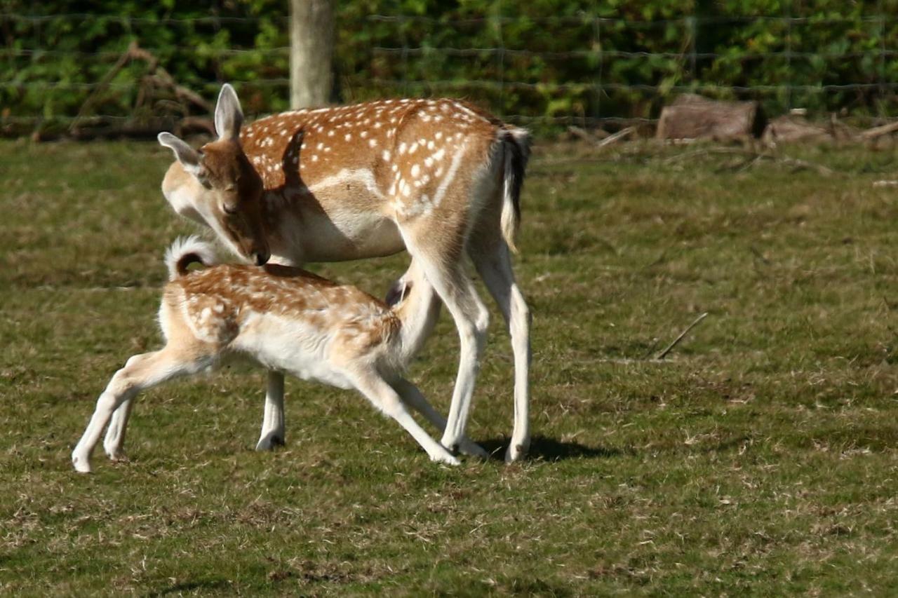 La Ferme Des Daims Villa Saint-Quay-Perros Kültér fotó