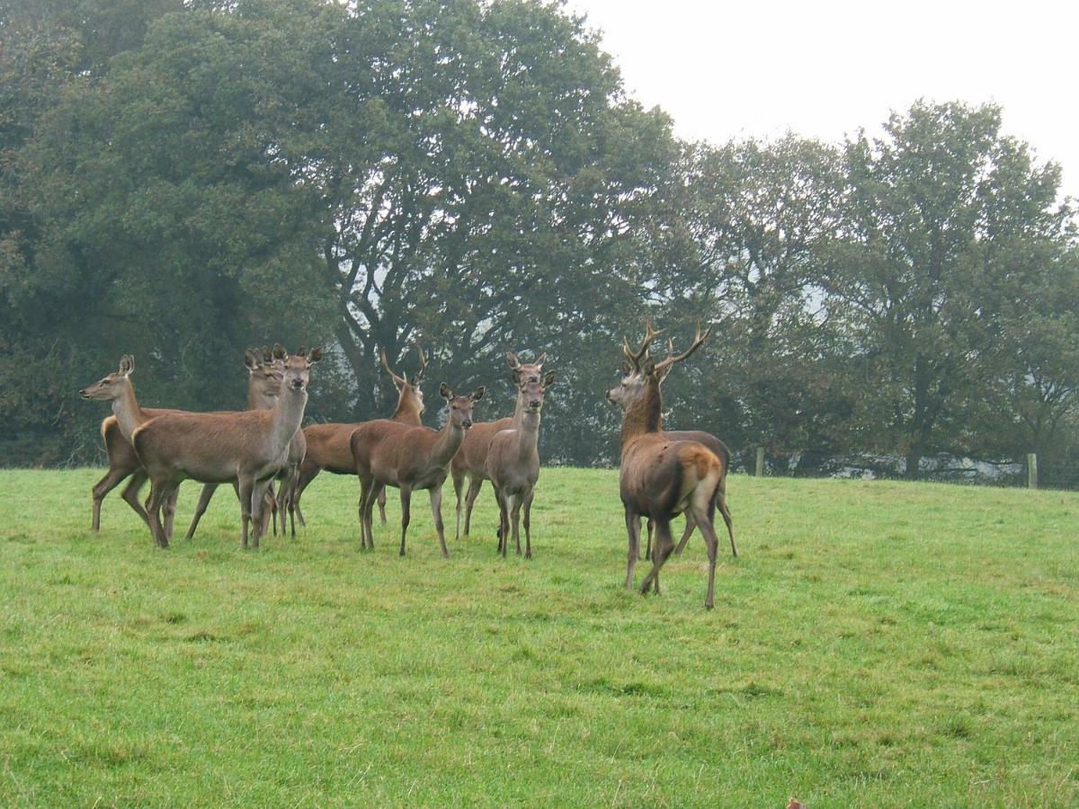 La Ferme Des Daims Villa Saint-Quay-Perros Kültér fotó
